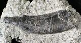 Indeterminate Theropod Tooth In Matrix - Skull Creek Quarry #19365-2